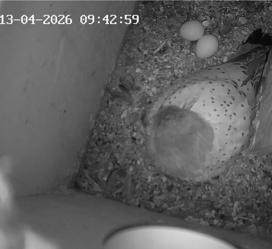 Screenshot_20260413-094705_Chrome