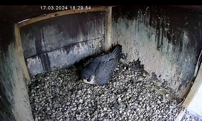 Screenshot_20240317_183019_Chrome