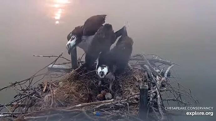 osch_230606_Audrey_Tom_3eggs