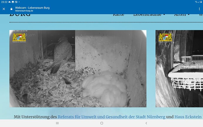 Screenshot_20230421-232222_Chrome