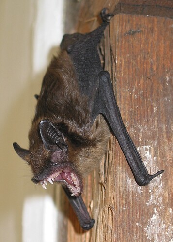 Gähnende Breitflügelfledermaus z