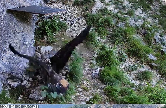 L. ist unentschlossen 14.06.25