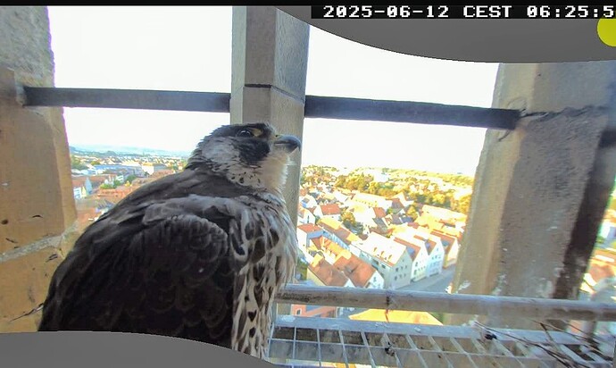 Screenshot_2025-06-12-06-25-52-320_com.android.chrome