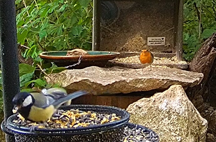 Kohlis und Robin 22.05.25