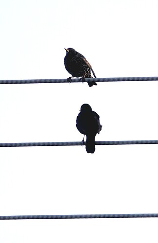 DSC02422_1