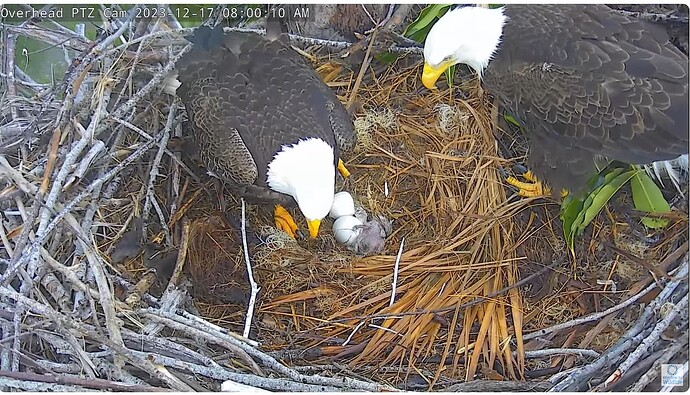 Screenshot 2023-12-17 144807