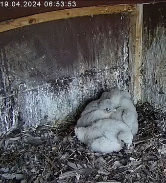 Snap_2024.04.19_06h54m37s_003_