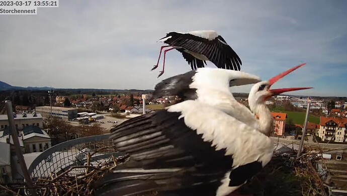 2023-03-17 14_05_32-LIVE Storchennest Freilassing - YouTube und 4 weitere Seiten - Persönlich – Micr