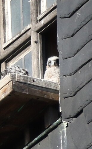 Hallo...