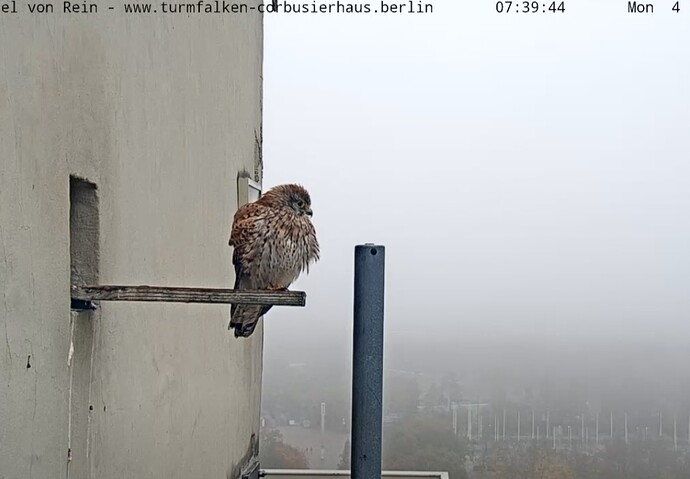 Screenshot_20241104_074000_Chrome