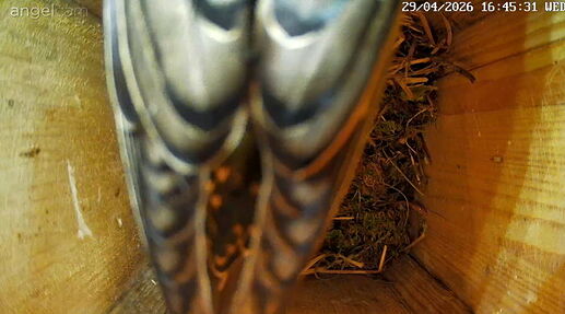 Snap_2026.04.29_17h14m44s_008_