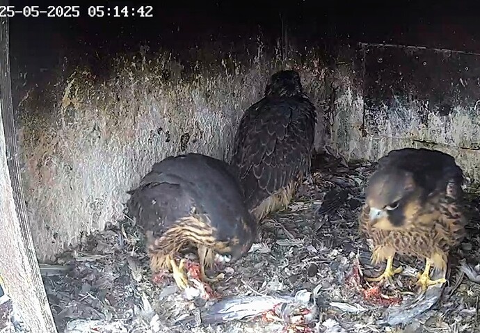 Screenshot_2025-05-25-06-09-16-778_com.android.chrome