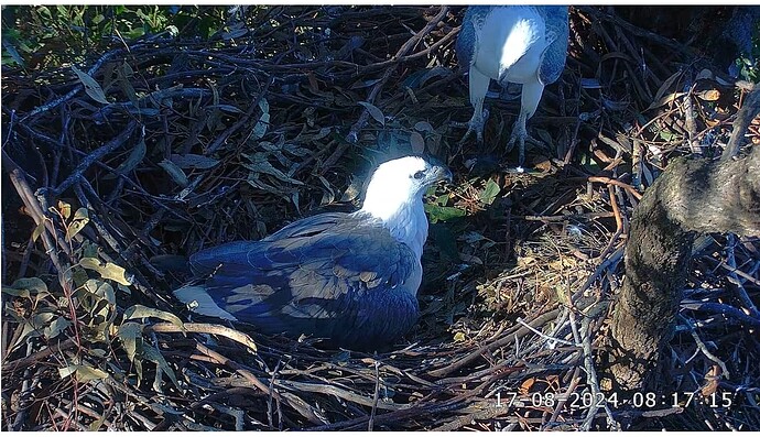 Screenshot 2024-08-17 004917