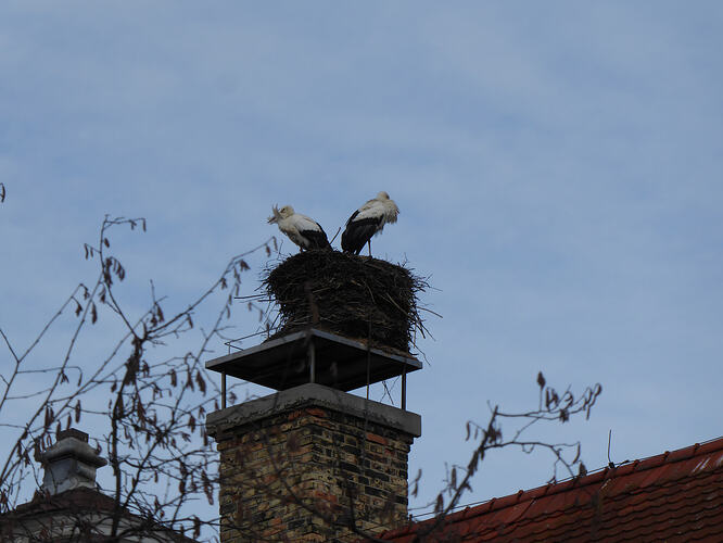 P1090146 - Kopie