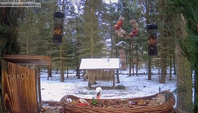 Screenshot_20250112_104001_Chrome