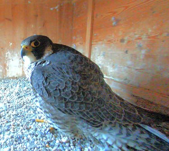 Screenshot_2026-02-01-17-11-42-720_com.android.chrome