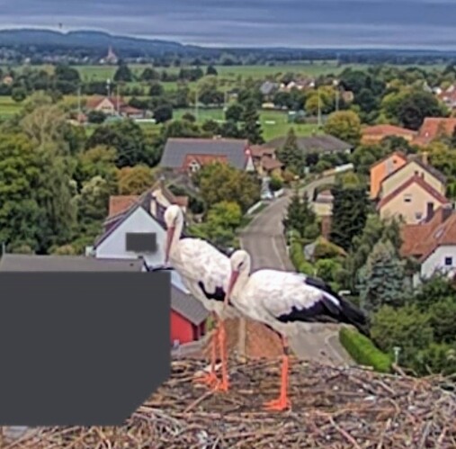 Screenshot_2025-09-15-08-08-41-394_com.android.chrome~2