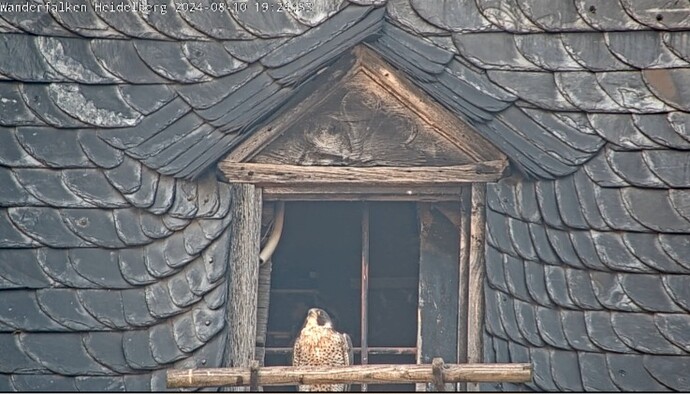 Screenshot_20240810_192401_Chrome