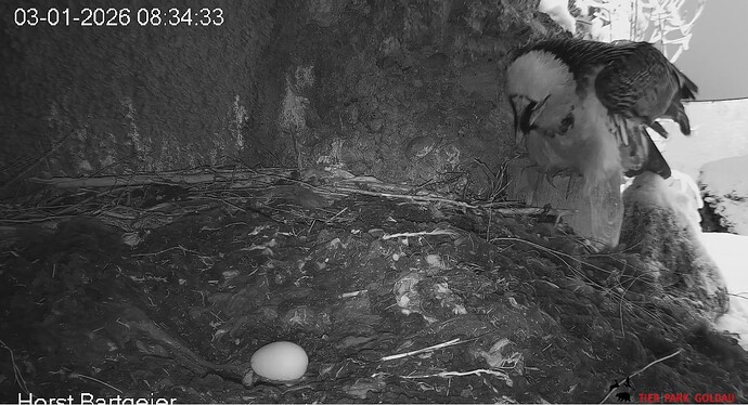 H verläßt sein Ei 03.01.25