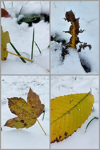 Collage_2022-12-07_12_10_56