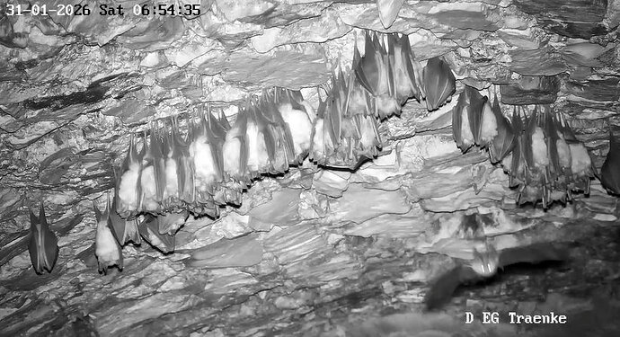 2026-01-31_2 ab 6.00 Langohr fliegend 3