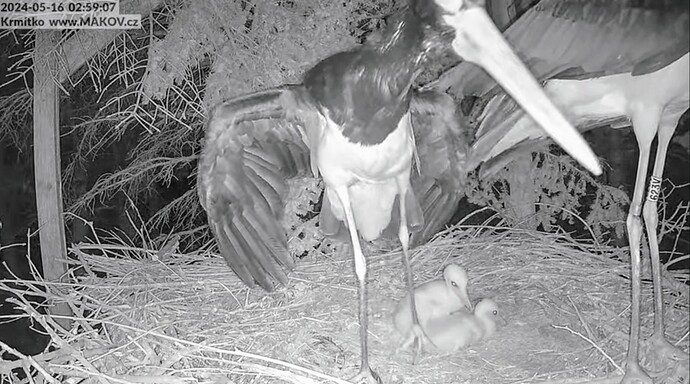 Screenshot_2024-05-16-14-50-19-303_com.google.android.youtube