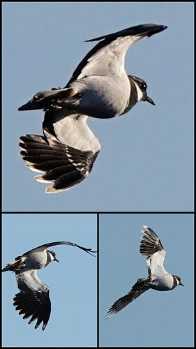 20260313_125351-COLLAGE