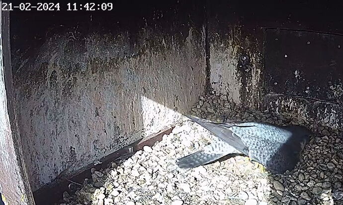 Snap_2024.02.21_11h39m10s_013_