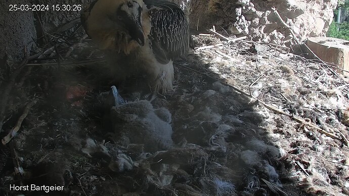 SnapShot-20240325_153035