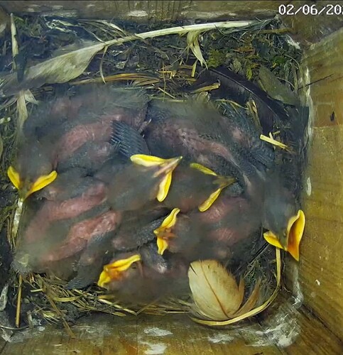 Screenshot_20240602-165625_Chrome