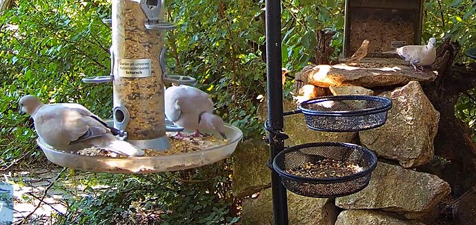 Tütas 3 und Spatz 15.07.24