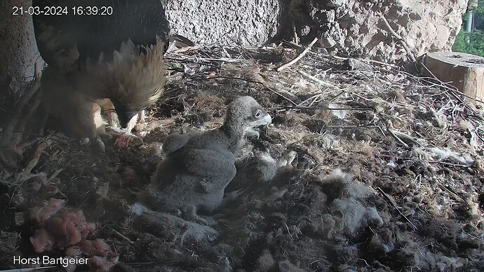 SnapShot-20240321_163926