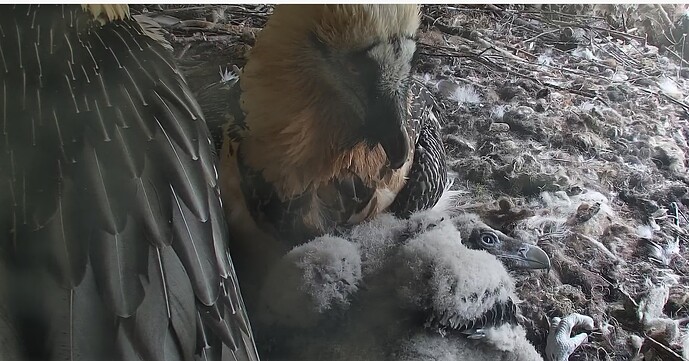 Mittagsruhe bei Fam. Bartgeier 08.04.24