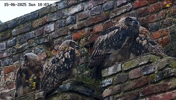 Screenshot 2025-06-15 095834