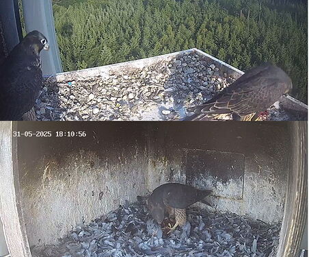 Snap_2025.05.31_19h05m35s_011_