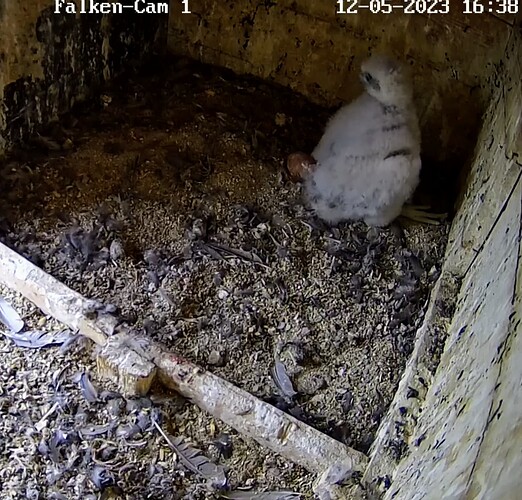 Screenshot_20230512-163851~3