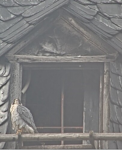 Screenshot_20241203_150055_Chrome