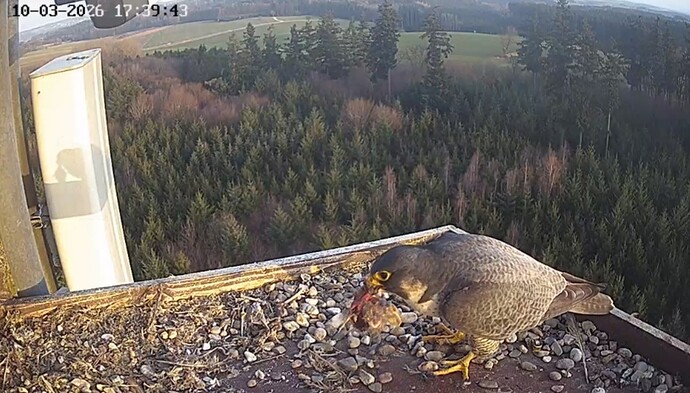 Screenshot_20260310_173910_Chrome