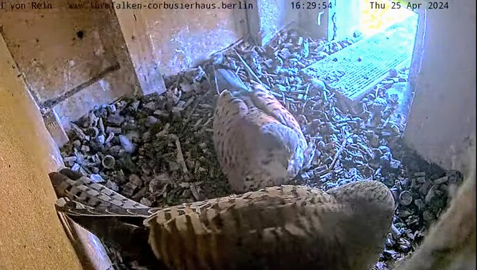 Screenshot_2024-04-25-21-13-12-185_com.google.android.youtube