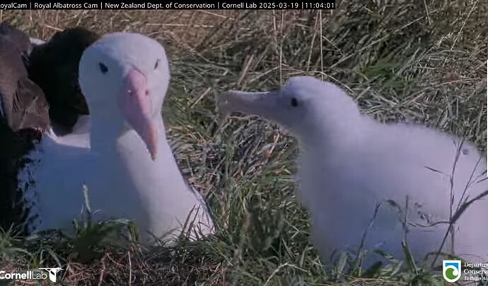 Screenshot_2025-03-19-08-12-00-950_com.google.android.youtube