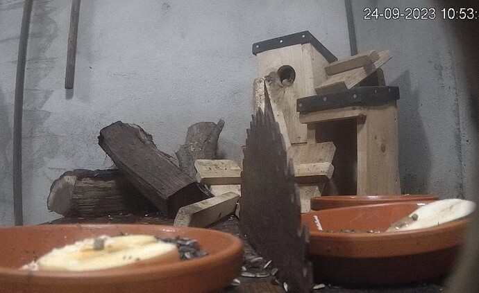 gartenschläfer 240923