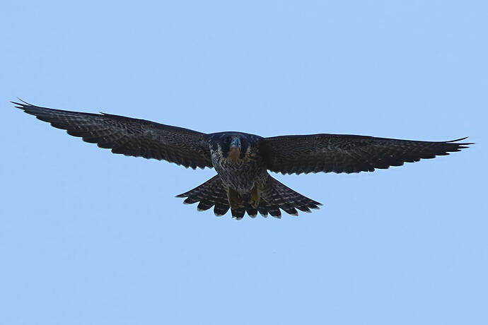 Jungfalke abends 3a
