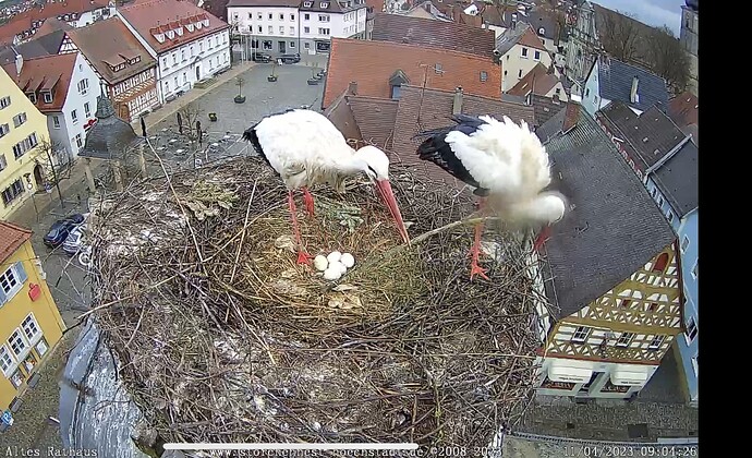 Bild
