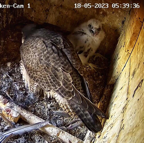 Screenshot_20230518-053958-01