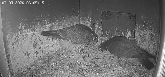 Screenshot_20260307_071053_Chrome