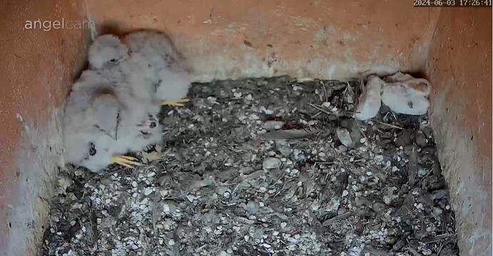 Screenshot_20240603_172700_Chrome