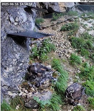 Bild 16.06.25 um 14.59 (1)