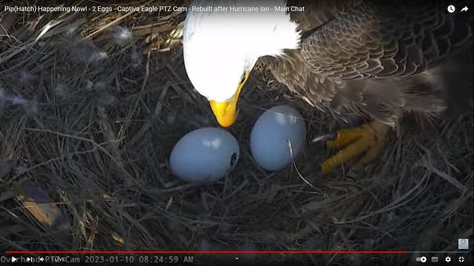 CACC_230110_hatch