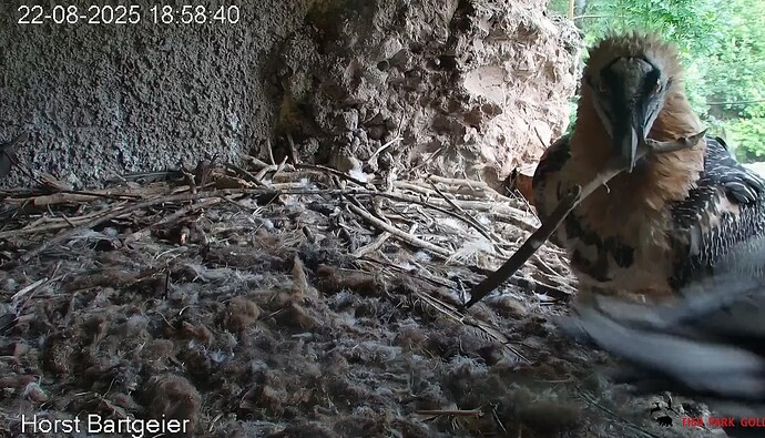 Mascha mit Holz 22.08.25