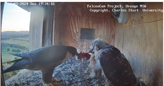 Screenshot 2024-11-10 151737